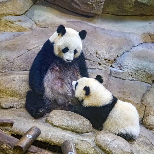 A giant panda, a cute baby panda breast-feeding his mother