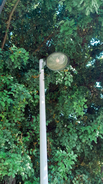 istock Streetlight in Green Foliage 2181857668