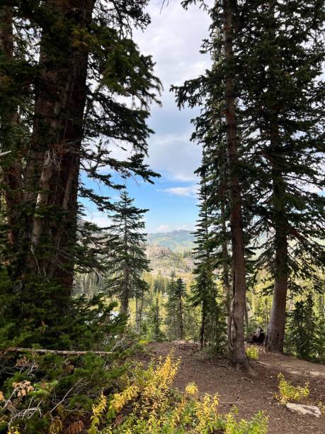 istock Summer in Northern Utah 2181858692