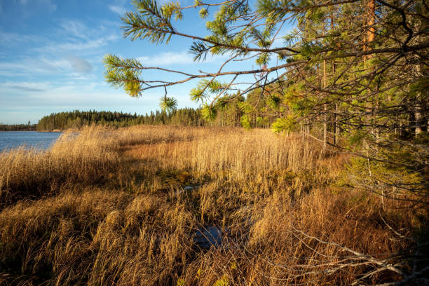 kuvapankkikuvat ja rojaltivapaat kuvat aiheesta kalimeenlampi lake shore autumn scenery, oulu finland - lokakuu suomi