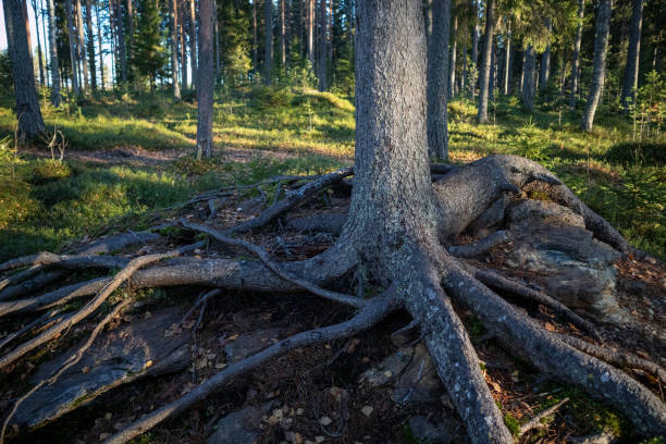 Surface roots of conifer tree in the forest, Finland