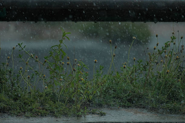 istock Flowers in the rain 2181860446