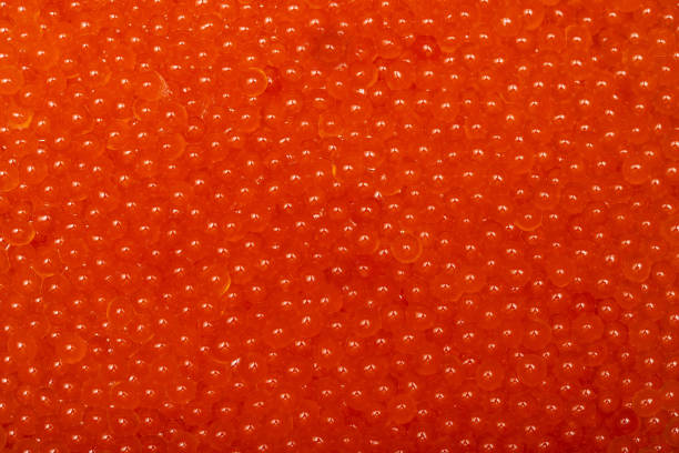 Bright orange salmon roe fills a metal bowl, reflecting the vibrant outdoor light. This harvest showcases local fishing traditions, celebrating the region's rich aquatic bounty.