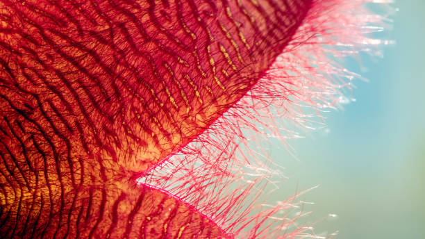 kelopak makro close-up ekstrim tanaman stapelia - pembesaran foto potret stok, foto, & gambar bebas royalti