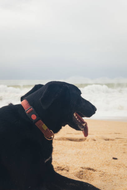 istock Black Labrador Retriever Sitting on a Beach 2181860962