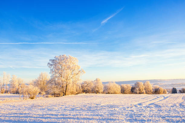 Frosty trees by a field in a cold wintry landscape view
