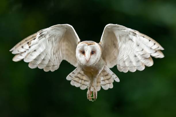 istock Barn owl in flight with wings spread wide. 2181861492