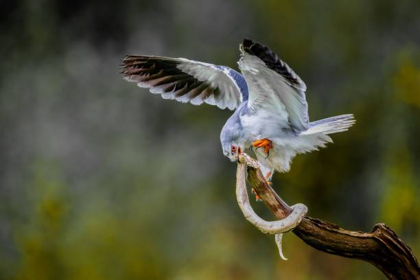 istock Bird of Prey Captures Snake 2181861602