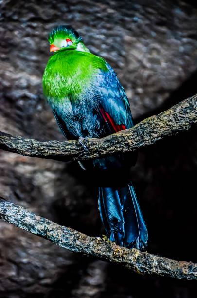 istock A green and blue bird is perched on a branch 2181863142
