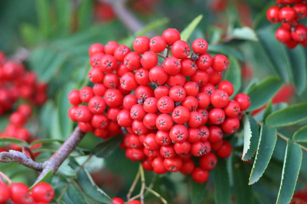 istock Close up of red rowan tree or sorbus berries 2181863420