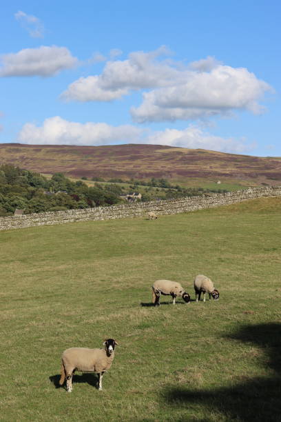istock Sheep grazing in countryside fields in summer 2181863779