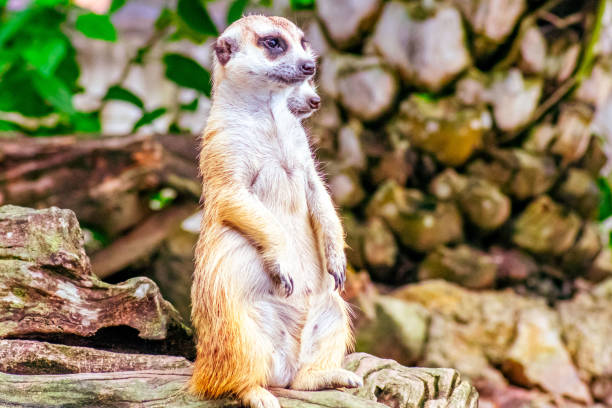 Educational Experiences with Zoo Meerkats