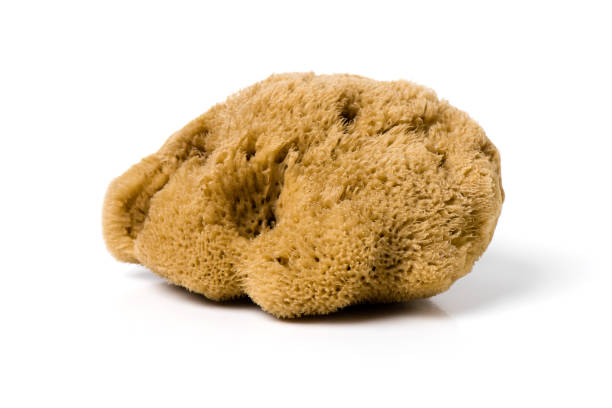 istock nautral bathing sea sponge 2181864269