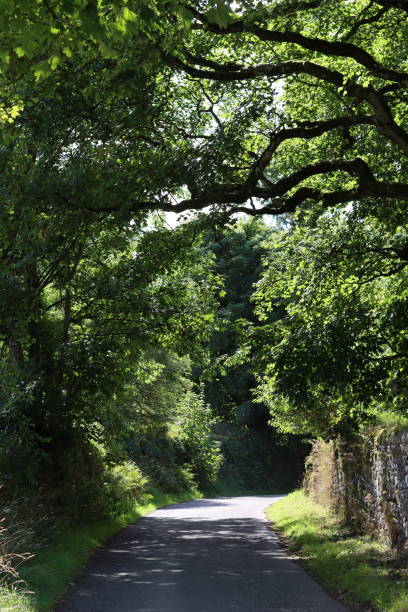 istock Dappled light along a countryside road in summer surrounded by trees 2181864625