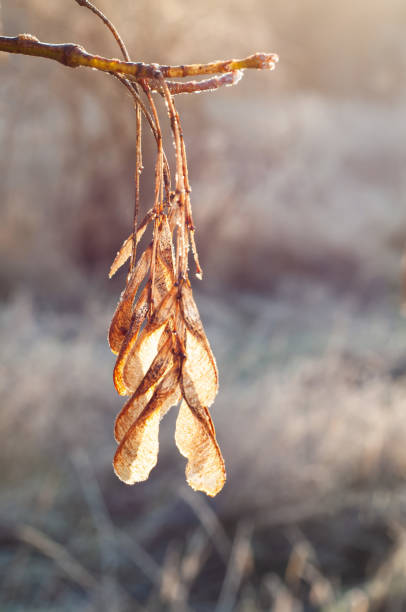 Frozen wild plants covered by white crystals of rime ice on a defocused background with beautiful bokeh light. Space for copy.