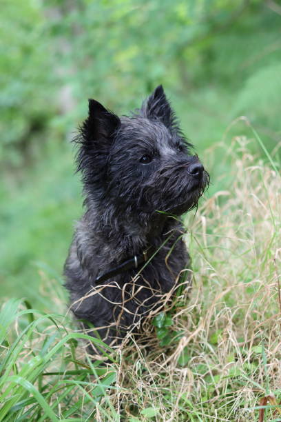 istock Portrait of a cairn terrier on a dog walk 2181865561
