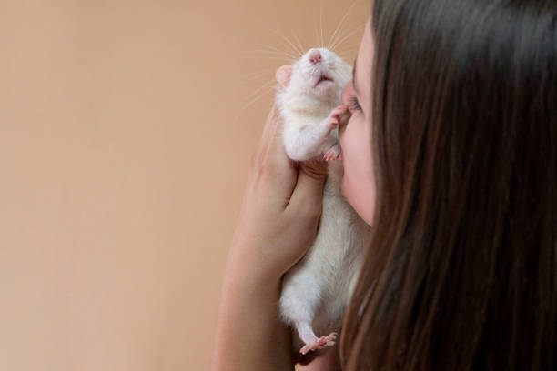 istock Young woman with a pet rat on brown background 2181870262