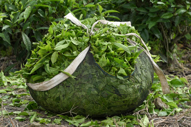istock Pile of tea leaves in a basket 2181872695