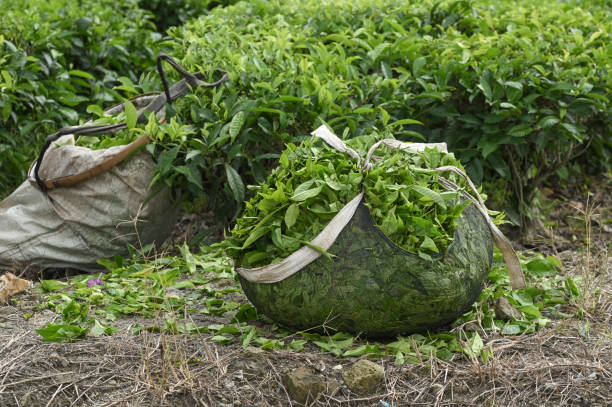 istock Pile of tea leaves in a basket 2181872737