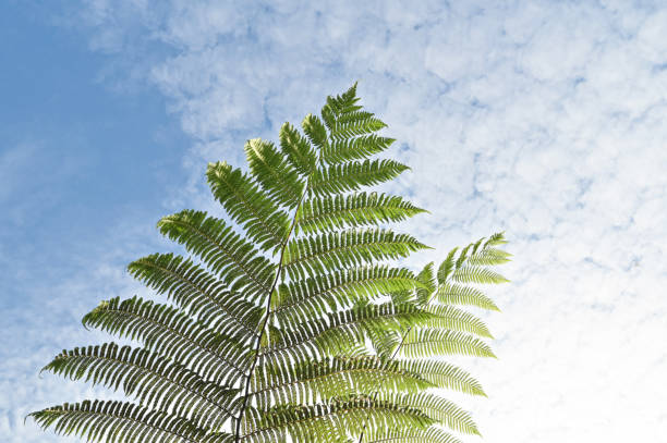 Green leaves under overcast sky. This photo represents the concept of nature and weather dynamics in a rural environment