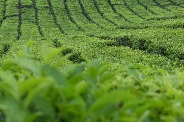 istock Tea Garden in Sidamanik, North Sumatra, Indonesia 2181872902