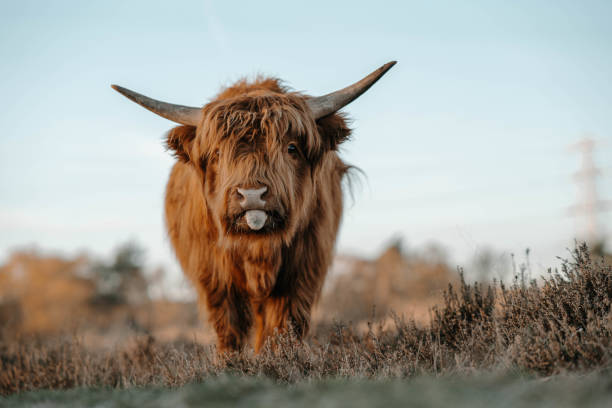 istock Scottish highlander sticks out its tongue 2181873463