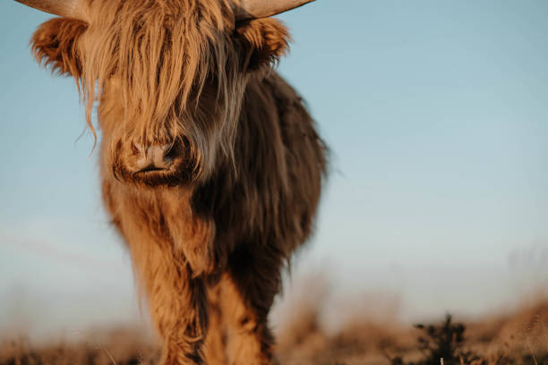 istock Scottish highlander walking nearby. 2181873644