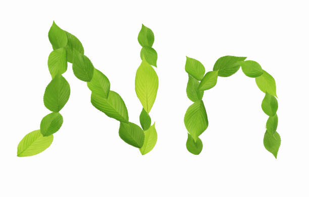 istock Roman letters drawn with leaves 2181874195