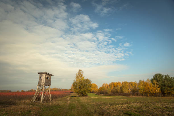 hunting blind autumn in colourfull fields. october fields and forest Poland Europe, Knyszyn Primeval chokeberry plantation red leaves