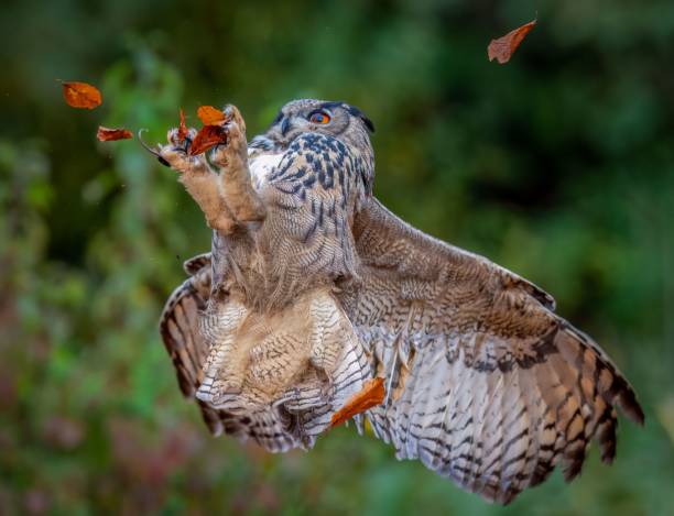 Majestic owl in mid-flight with autumn leaves, showcasing its intricate feathers against a lush green backdrop.