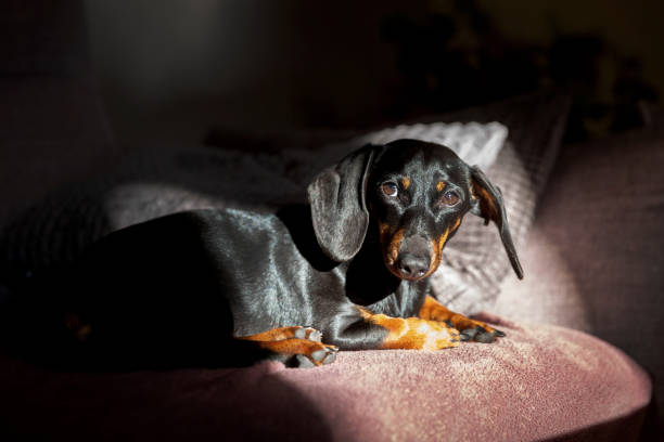 istock Adorable dog, dachshund napping in the sun on the sofa 2181878110