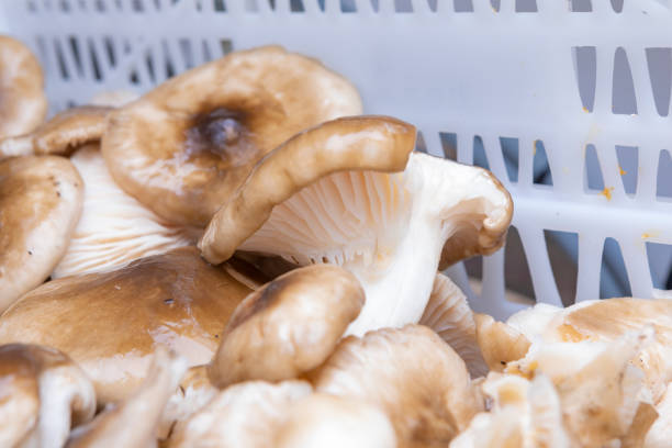 Shiitake mushrooms are made by planting spores on the trunk of a tree called Hodaki. This is a cultivation scene in the Yoshino region of Nara prefecture.