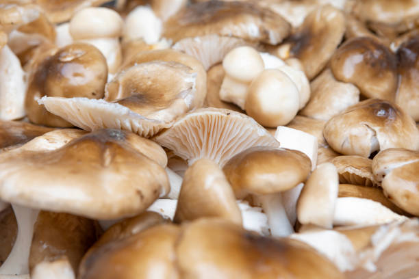 Hygrophorus latitabundus mushrooms in the kitchen