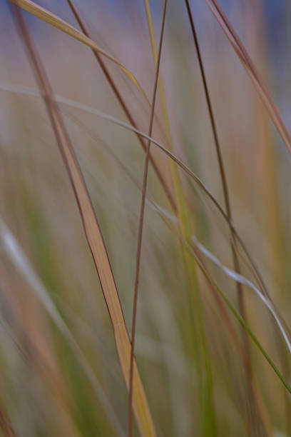 istock Beautiful photo in grass flora abstraction 2181884022