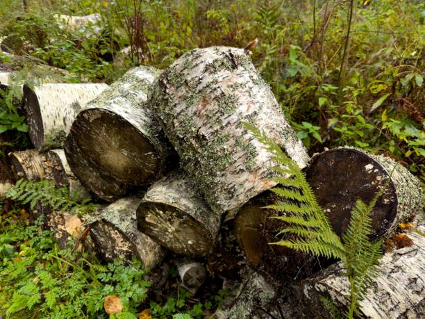 A close-up view of a stack of freshly cut birch logs surrounded by lush green ferns and dense foliage in a natural forest setting. The rough texture of the bark and the contrast between light and dark wood tones are captured from a low angle, showcasing the intricate details of the moss-covered logs. This image captures the essence of a serene forest environment with rich vegetation in early autumn