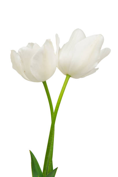 istock tulip flower isolated on white background. Beautiful composition for advertising and packaging design in the garden business. 2181890995