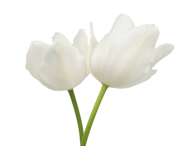 istock tulip flower isolated on white background. Beautiful composition for advertising and packaging design in the garden business. 2181891006