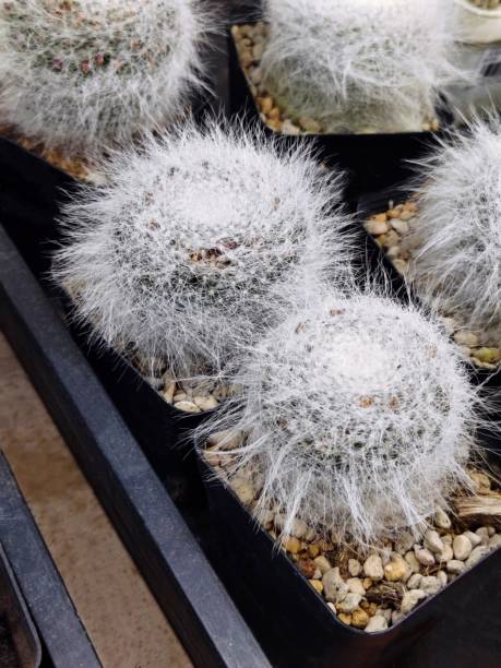istock Mammillaria Hahniana lanata 2181891312