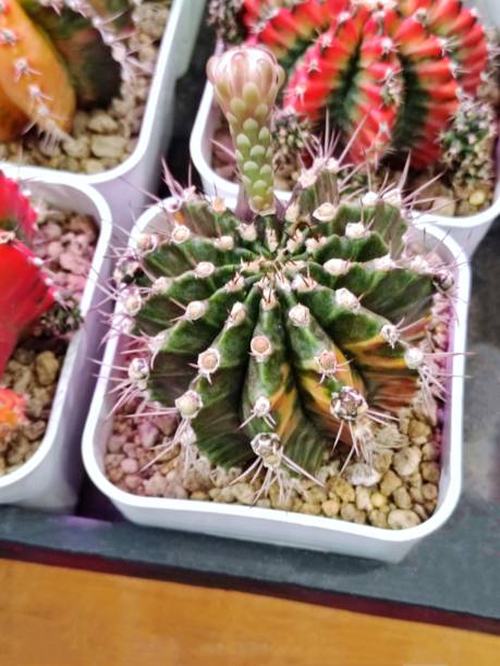 istock Gymnocalycium mihanovichii var. friedrichii Werderm 2181891356