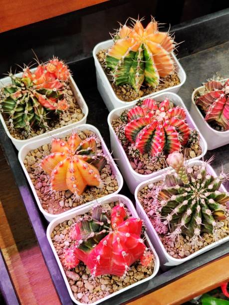 Gymnocalycium mihanovichii var. friedrichii Werderm