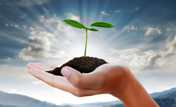 istock Green plant in a hand 2181892895