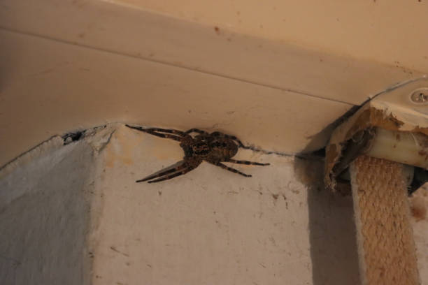 istock Zoropsis spinimana or Nosferatu spider on white wall 2181893549
