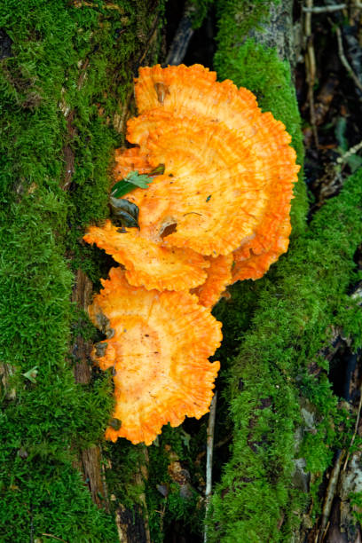 istock Tree fungi in Autumn 2181893950