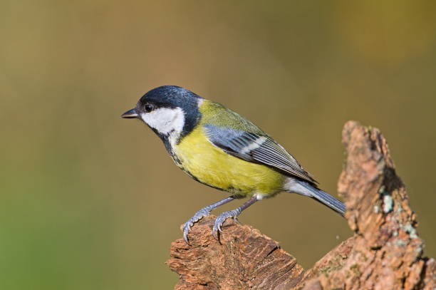 istock Parus major aka great tit perched on the dry tree. Common bird in Czech republic. 2181894212