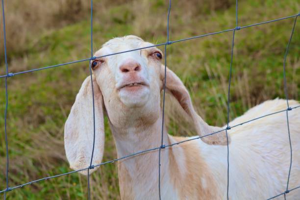 istock Animals of Portland 2181897769