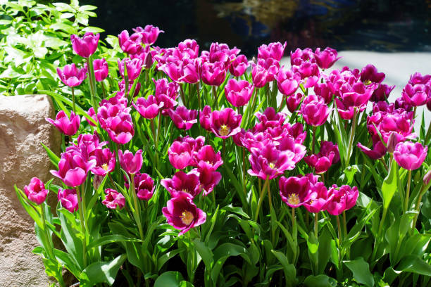 istock Lush Pink Tulips Against Natural Background 2181897916