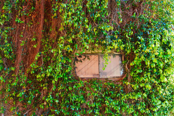 the window of an abandoned building with broken glass and overgrown with vegetation