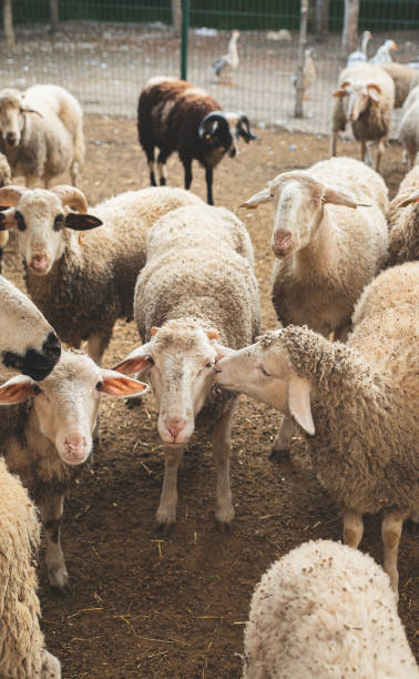 istock Sheeps behind a fence on a farm. 2181898071