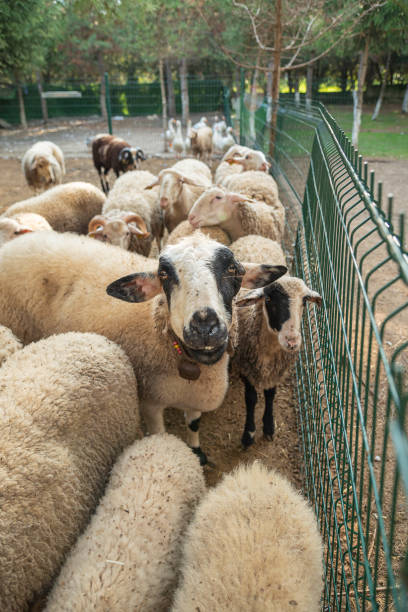 istock Sheeps behind a fence on a farm 2181898120