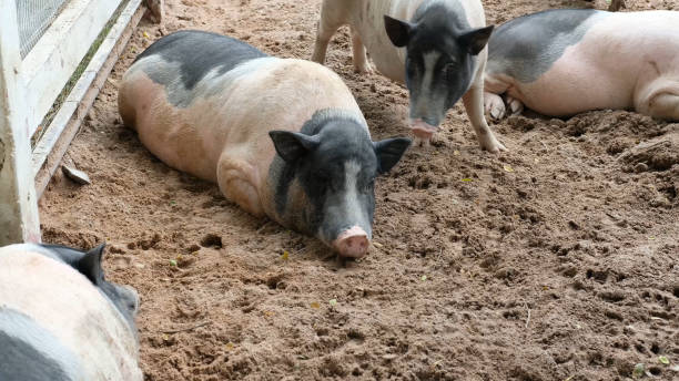istock Pigs and their daily behavior 2181898130